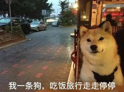 汪星人 单身狗 搞笑 文字表情包 光棍节