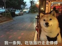 汪星人 单身狗 搞笑 文字表情包 光棍节