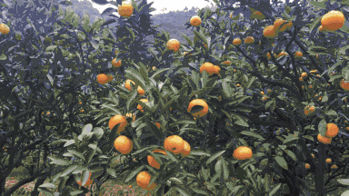 橘子 树木 成片 陈皮