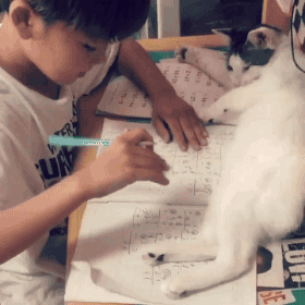 猫猫 可爱 懒懒哒 写作业