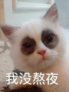 萌宠 猫星人 我没熬夜 可怜 呆萌 可爱