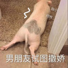 萌宠 猪 男朋友试图撒娇 可怜弱小 可爱 憨憨