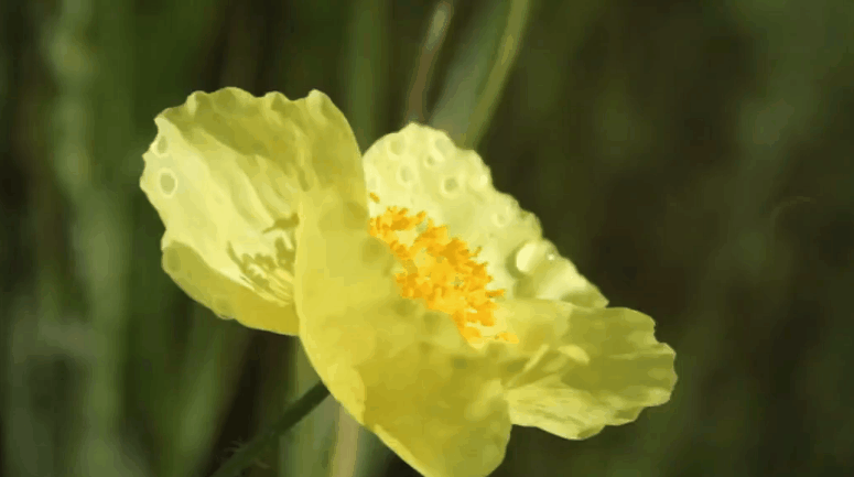 植物 纪录片 美丽的贝加尔湖 花朵 风景