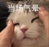 萌宠 猫星人 当场气晕 无奈 搞怪 逗