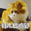 丧猫 好难过 无奈