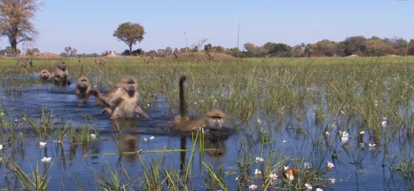 地球脉动 有趣 水 猴子 纪录片 走