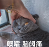 萌宠 喵星人 哦嚯 脑阔痛 可爱 调皮