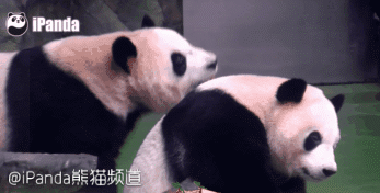 大熊猫 国宝 萌 友爱