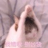 萌宠 喵星人 我错啦 别凶我 呆萌 可爱