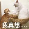 萌宠 喵星人 我真想 抱抱 呆萌 可爱