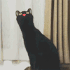 萌宠 猫 猫咪 空白表情DIY 空白表情