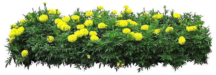 鲜花 菊花 植物 图片