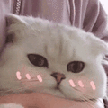 沙雕猫 猫咪 猫 可爱猫 猫表情包 猫咪表情包 小猫