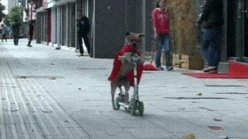 小狗 聪明 滑板