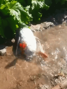 鸭子 玩水 搞笑 可爱