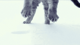 猫 喵星人 雪 跳 踩 蠢