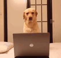 狗狗 玩电脑 装睡 躺下 关灯