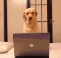 狗狗 玩电脑 装睡 躺下 关灯