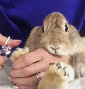 兔兔 剪指甲 好乖 可爱