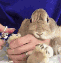 兔兔 剪指甲 好乖 可爱