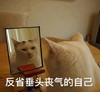 萌宠 猫星人 反省垂头丧气的自己 无奈 搞怪 呆萌