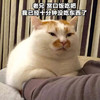 萌宠 喵星人 赏口饭吃吧 我已经好久没吃东西了 呆萌 可爱