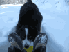 雪 狗 可爱 萌宠 汪星人