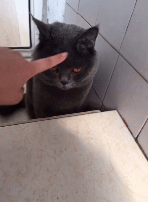 猫咪 手指 瓷砖 伸舌头
