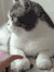 倒是 宠物 搞笑 猫爪 萌 gif 人宠间