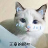 萌宠 猫星人 无辜的眼神 委屈 呆萌 可爱