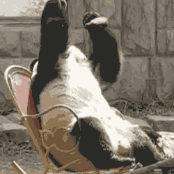 熊猫 捂脸 国宝 头疼
