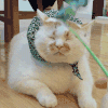 萌宠 猫星人 挨打 搞怪 呆萌