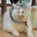 萌宠 猫星人 挨打 搞怪 呆萌