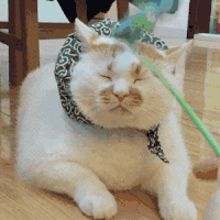 萌宠 猫星人 挨打 搞怪 呆萌