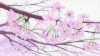 菁华浮梦 樱花 美景 动漫