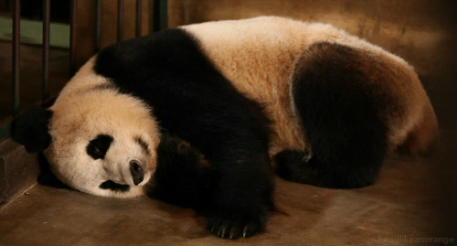 大熊猫 躺着 睡觉 困