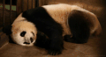 大熊猫 躺着 睡觉 困