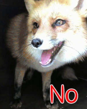 no 狐狸