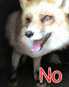 no 狐狸