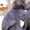 萌宠 猴子 搞笑