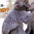 萌宠 猴子 搞笑