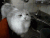 小猫 高冷 喝水 站立