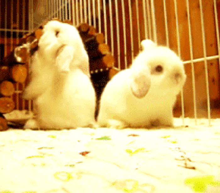 两个小白兔 笼子 倒下 可爱
