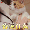 萌宠 猫 你说什么 蒙圈 soogif soogif出品
