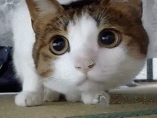 猫咪 大眼睛 可爱 萌萌哒