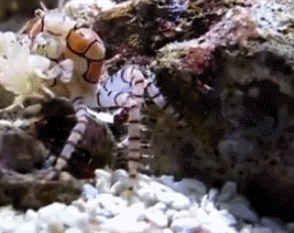 螃蟹 crab 花螃蟹 甲壳类