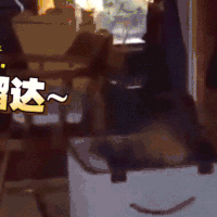 猫咪 喵星人 可爱 萌宠