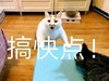 萌宠 猫星人 搞快点 生气 呆萌 可爱