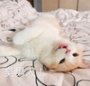 萌宠 猫星人 臭男人 生气 搞怪 逗