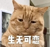 萌宠 喵星人 生无可恋 难受 可爱 呆萌